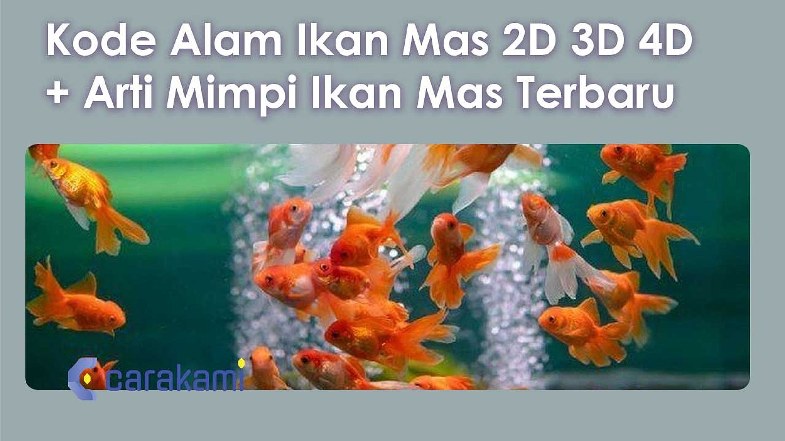 20+ Kode Alam Ikan Mas 2D 3D 4D + Arti Mimpi Ikan Mas Terbaru