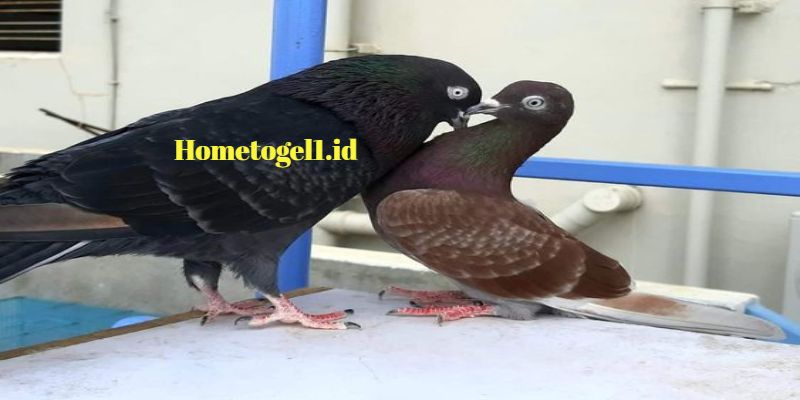 Mimpi Burung Dara Putih