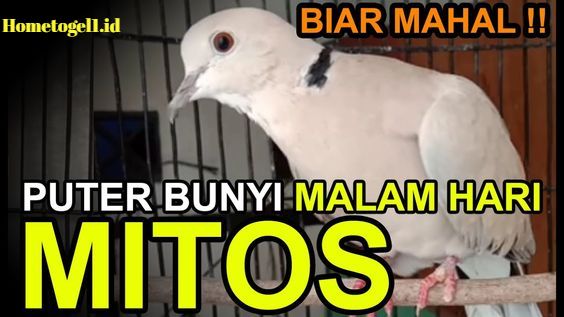 Mimpi Menangkap Burung Merpati