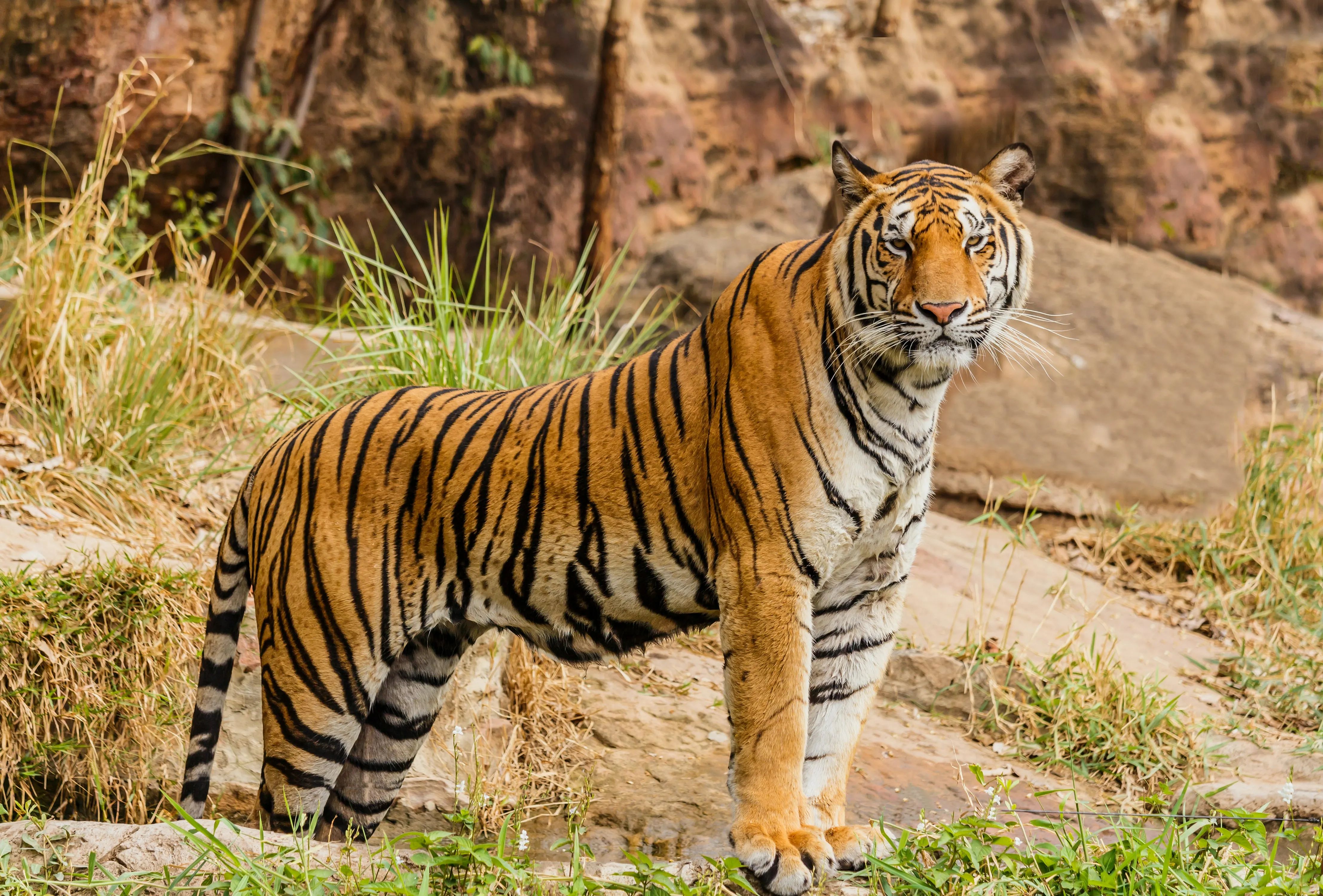 Arti Mimpi Melihat Harimau Loreng