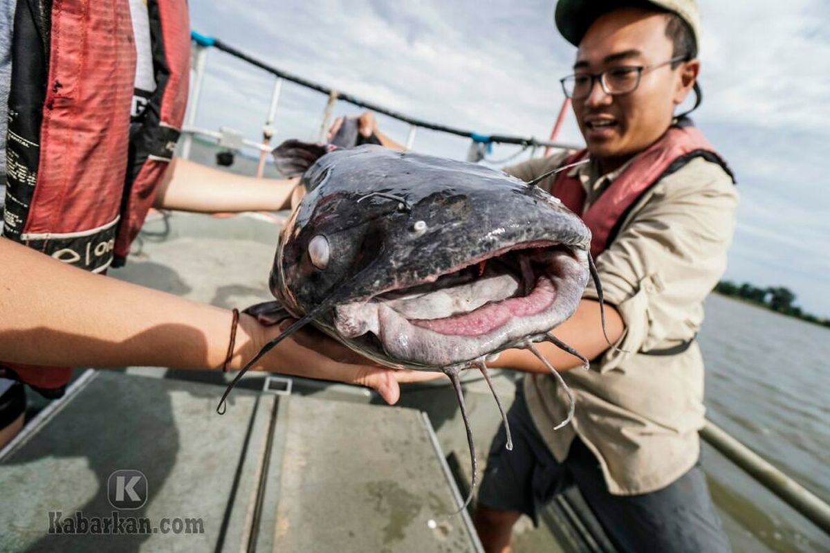 Arti Mimpi Mencari Ikan Lele Di Sungai