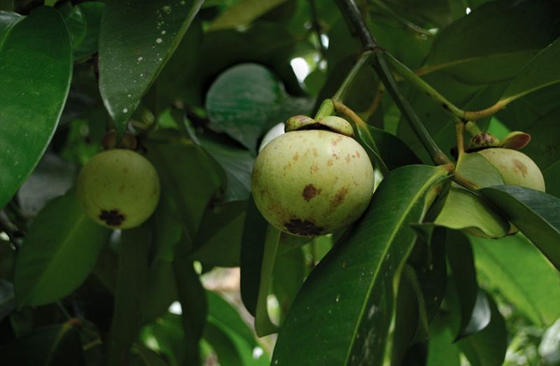 Buah Manggis Jatuh dari Pohon