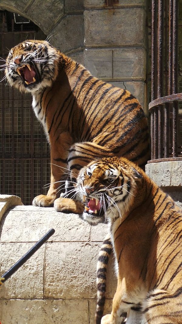 Harimau