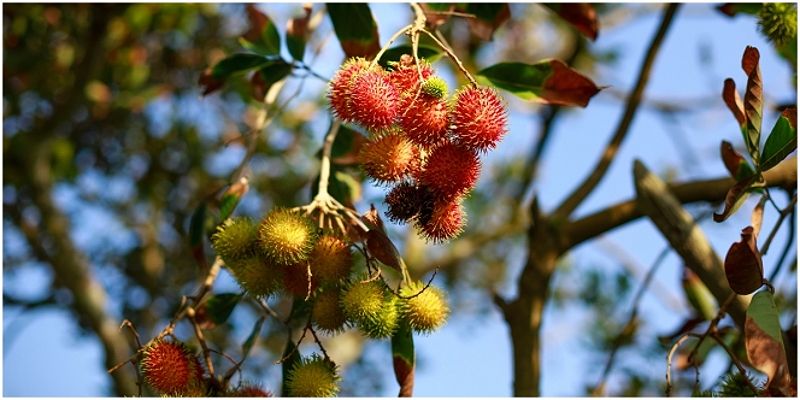 Makan Rambutan dalam Mimpi