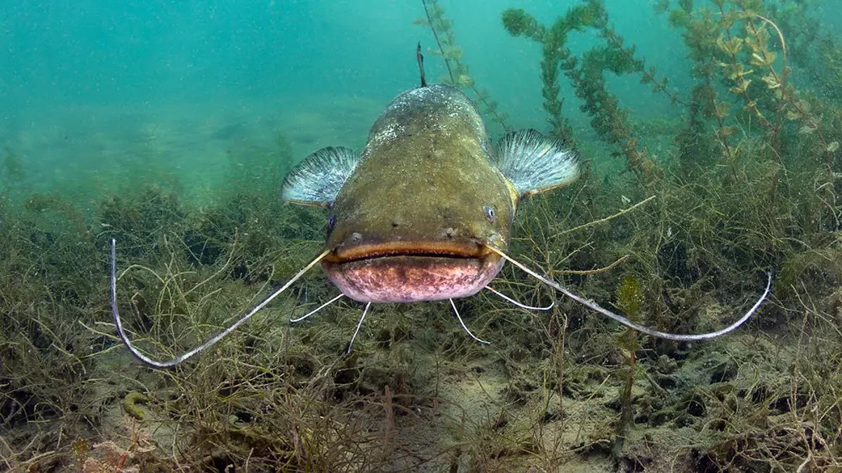 Melihat ikan lele yang sehat