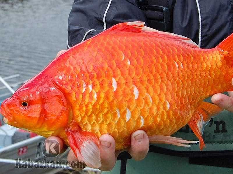 Mimpi Di Laut Mancing Ikan Mas