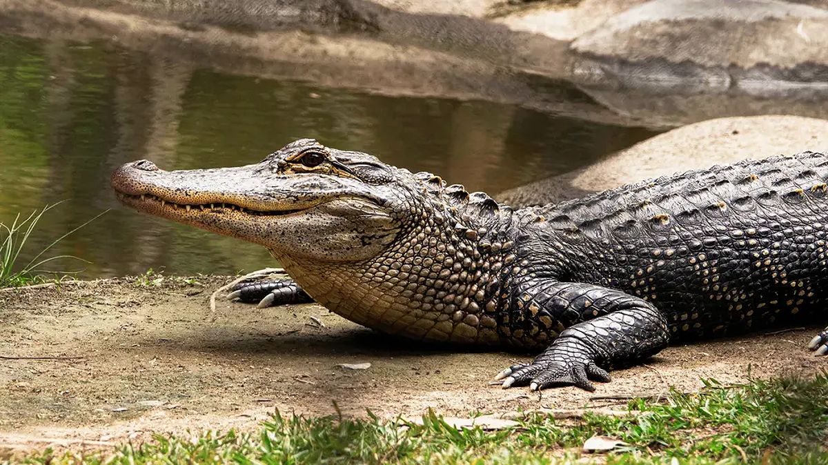 Orang Berenang di Kolam Renang