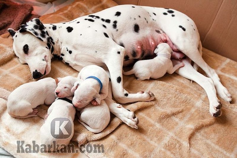 Tafsir melihat anjing menjilati tangan