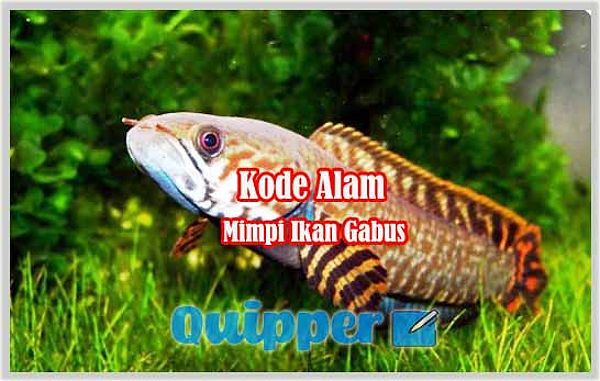 Kode Alam Mimpi Ikan Gabus