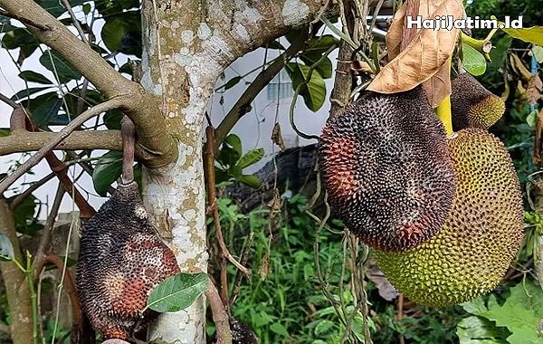 Mimpi Makan Nangka Matang