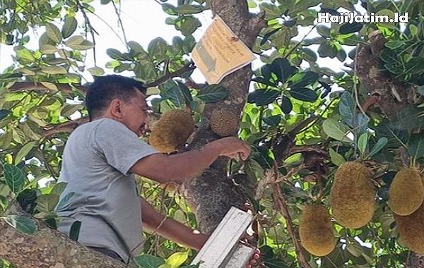 Mimpi Membeli Nangka Muda